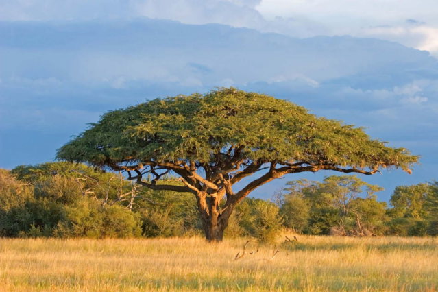 Acacia-tree-savanna-Zimbabwe